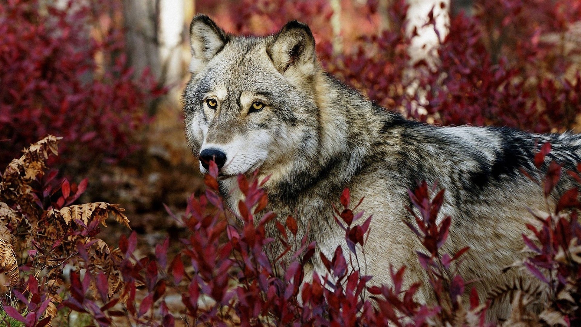 wolf eyes mind loyalty forest foliage animals predators face look