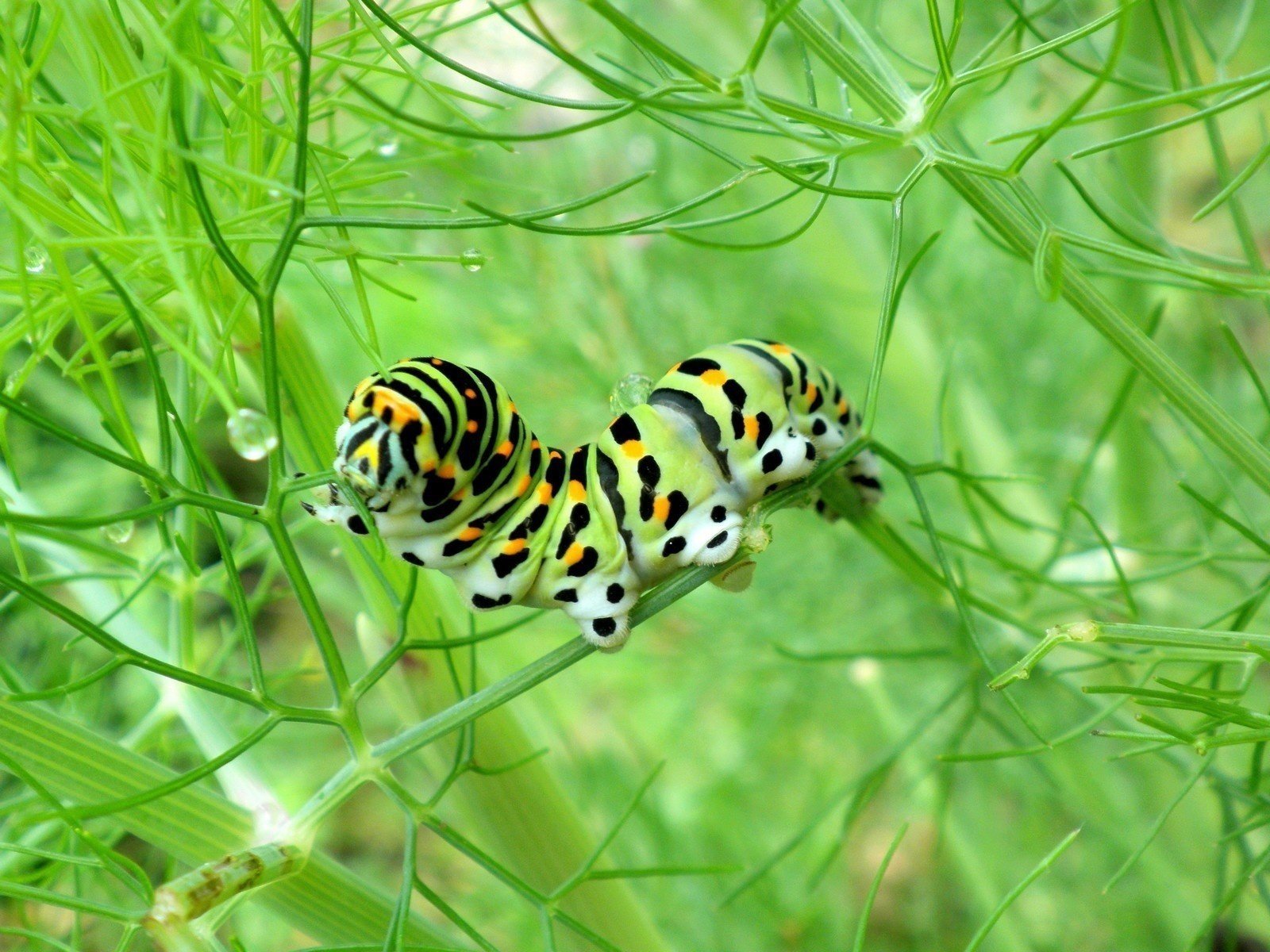 caterpillar greens strips macro green animals summer