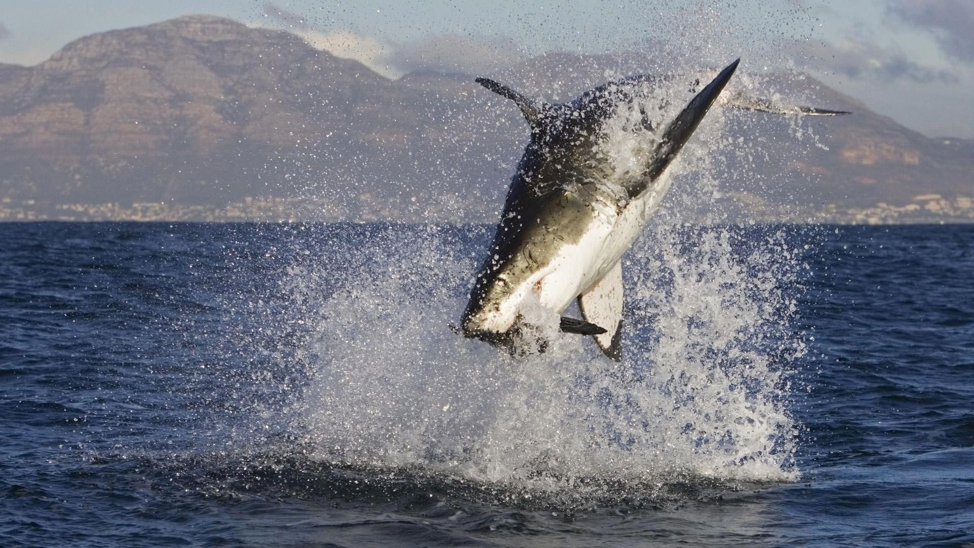 tiburón tiburón océano peces presa montañas salpicaduras salpicaduras depredador animales depredadores aves acuáticas agua