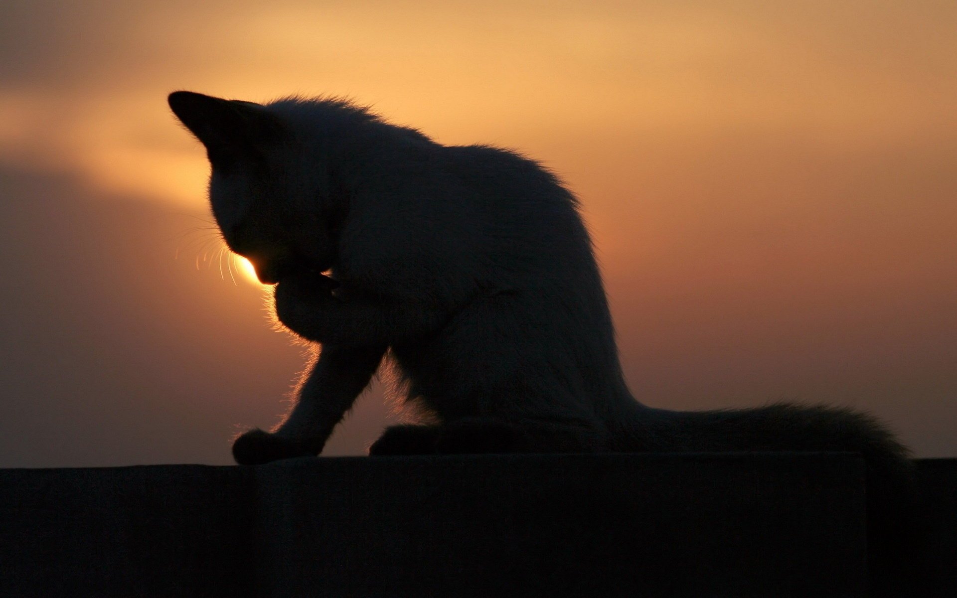 gatto sera tramonto gattino profilo lavaggio animali felino silhouette