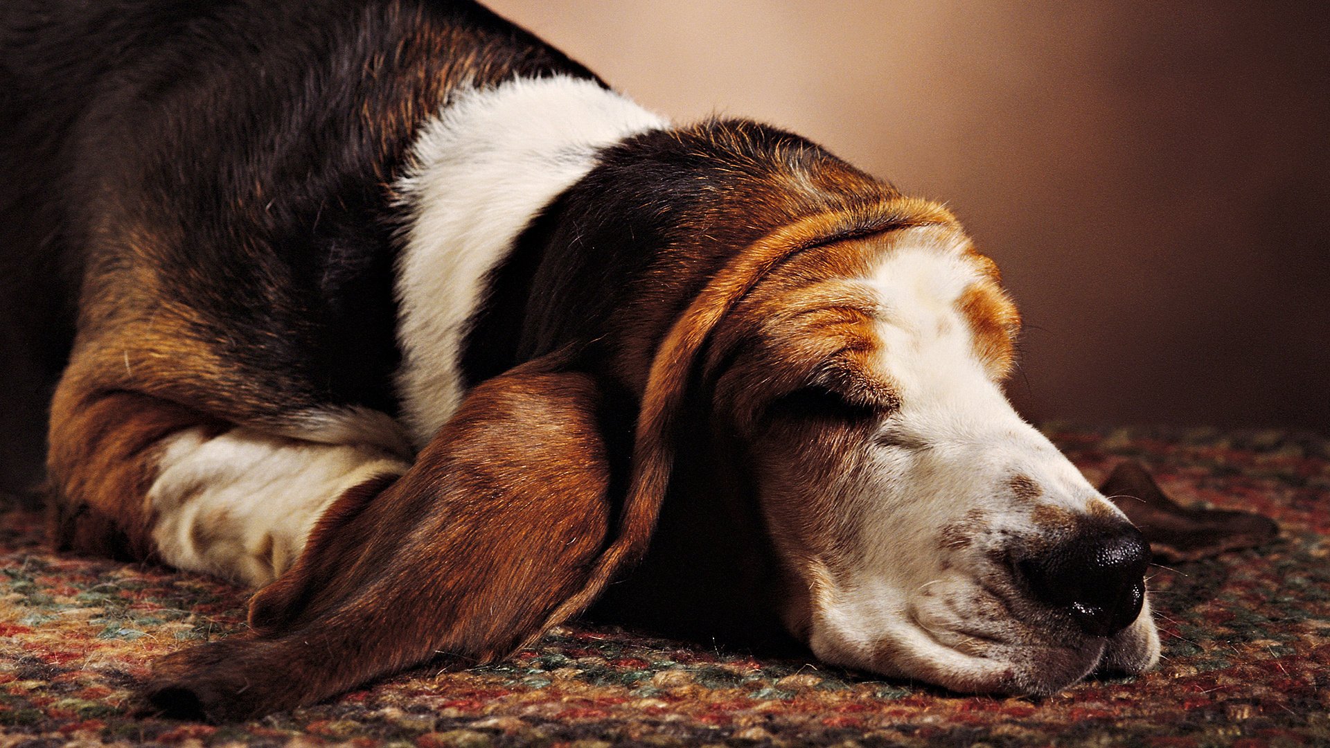 mehr ohrender hund hund schläft teppich tiere hunde gaw-gaw-gaw-gaw-gaw schlaf