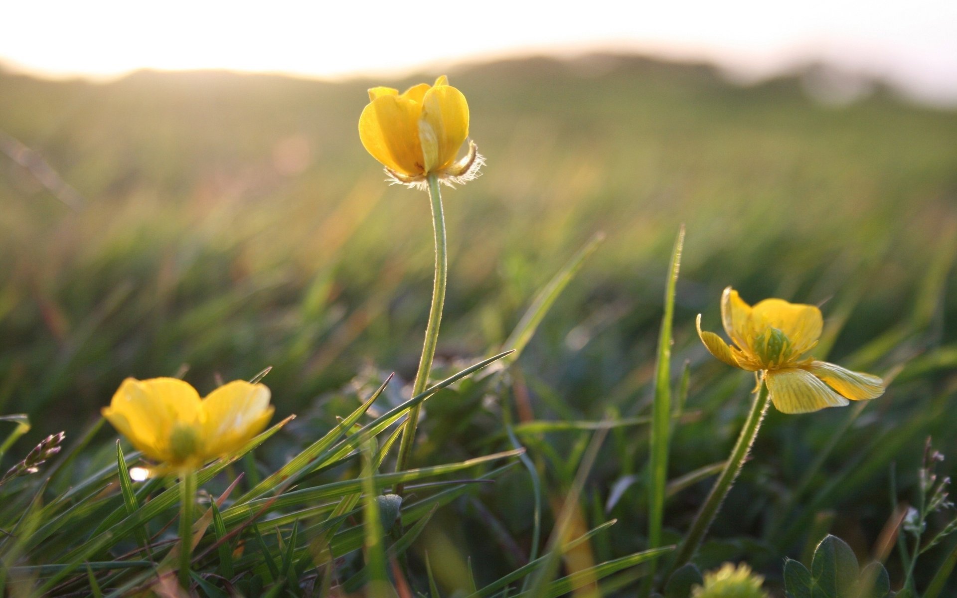 grass flowers summer yellow macro plants light field