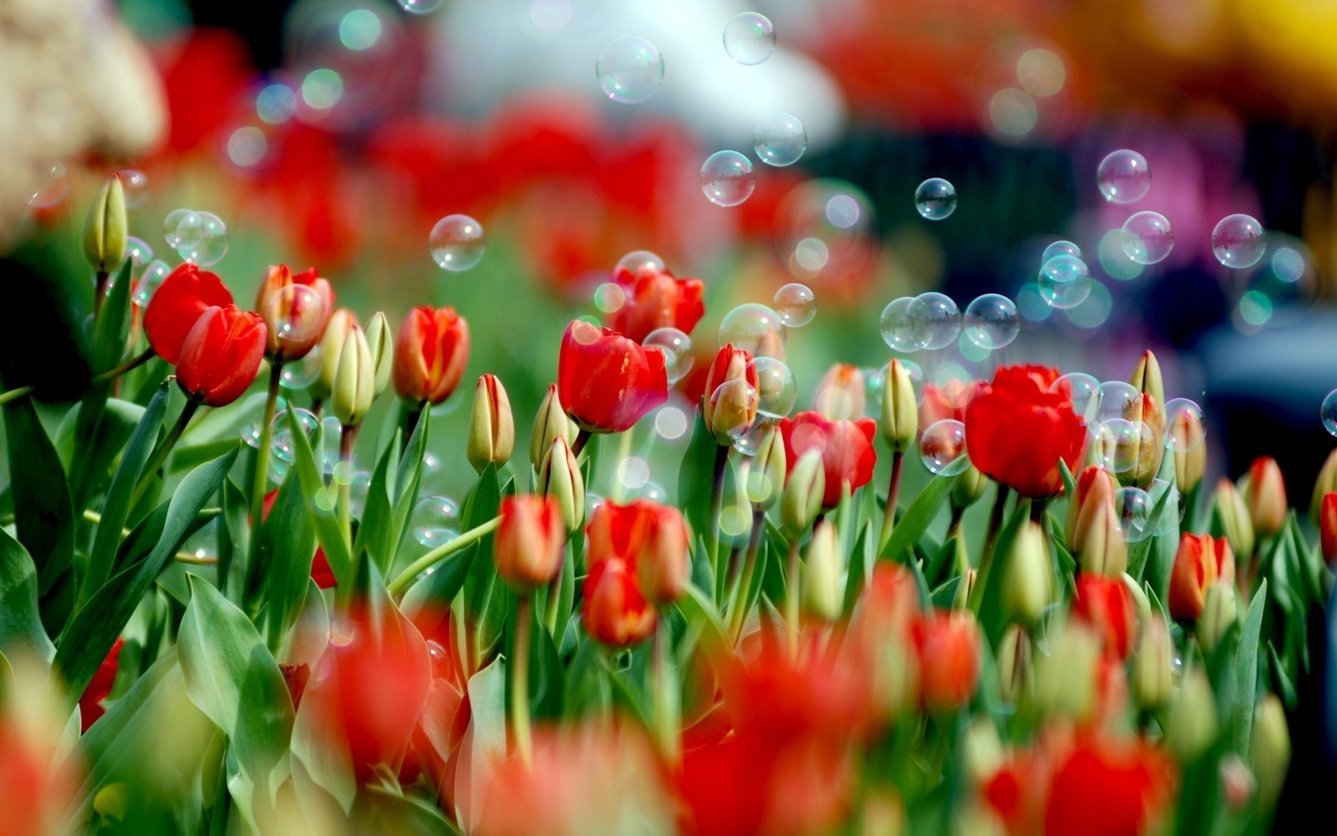 flowers tulips tulip spring bubbles flower nature