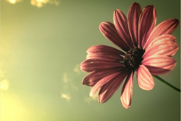 Lichtstrahlen fielen auf die Blütenblätter der Blume