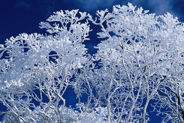 Blue background with branches in frost