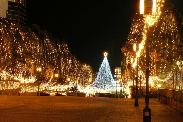 A street lined with Christmas trees decorated with lights