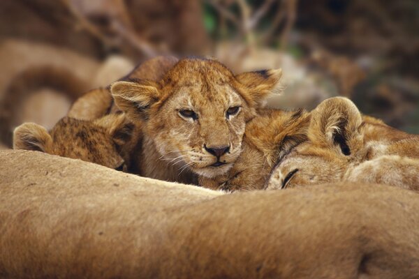 Sleeping lion cubs one of them woke up