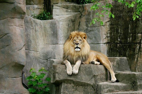 Lion fort sur fond de rochers