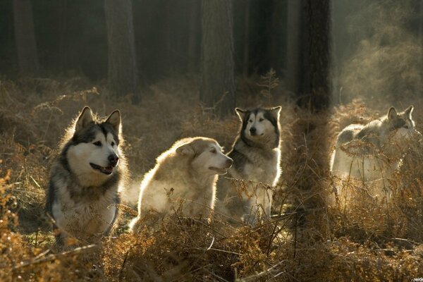 Troupeau de chiens, chiens dans la forêt, automne