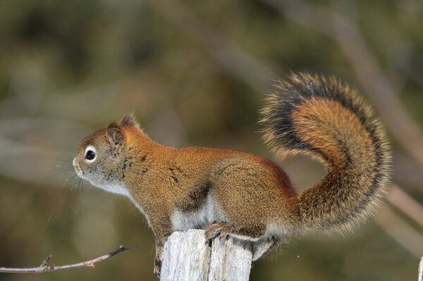 Fluffy squirrel on a small stump