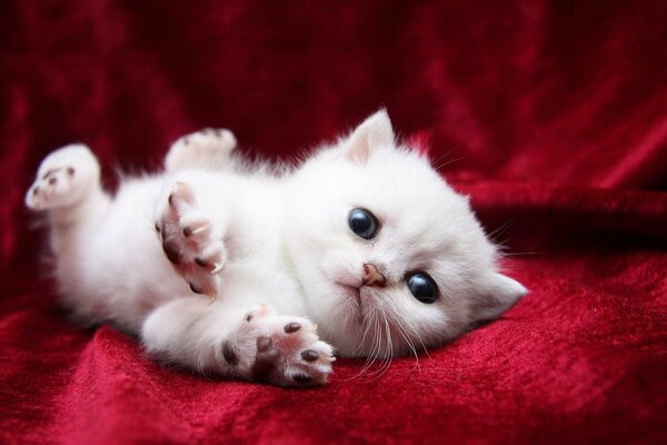 Chaton blanc avec des yeux bleus sirotant sur la litière rouge