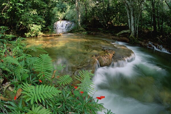 Bracken thickets along the waterfall and forest river