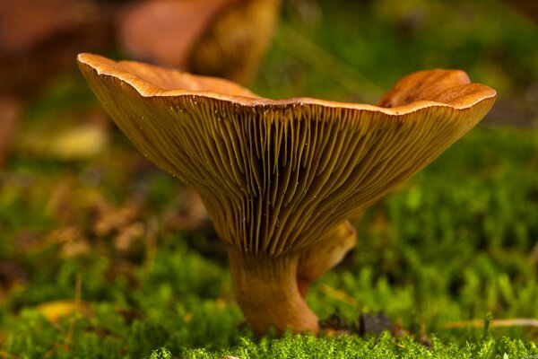 Green meadow with moss and mushroom