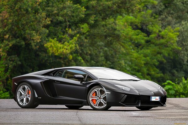 Un Lamborghini negro se encuentra en la carretera contra un fondo de árboles suculentos