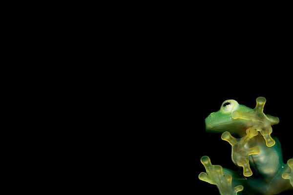 Amphibians on a black background minimalism