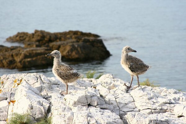 Les poussins marchent le long de la côte de pierre