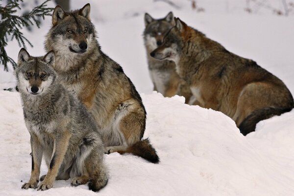 A pack of wolves resting in the snow