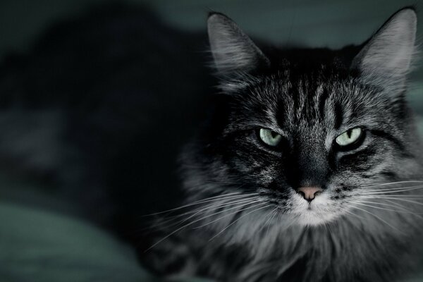 A very angry black and white cat