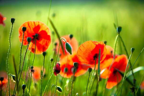 Flowers of red poppies in green grass