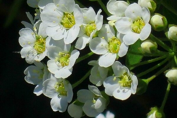 Delicada inflorescencia de Espira blanca