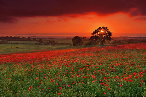 Summer landscape with a poppy field at sunset