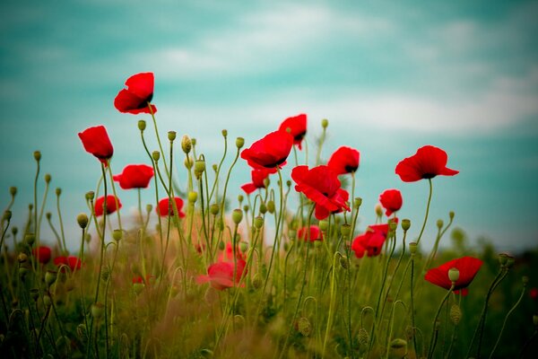 Rote Mohnblumen auf einem blauen Himmelshintergrund