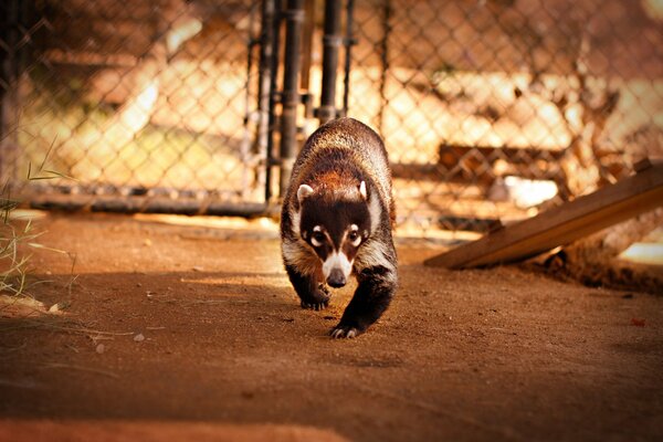 Lindo mapache nariz en el aviario