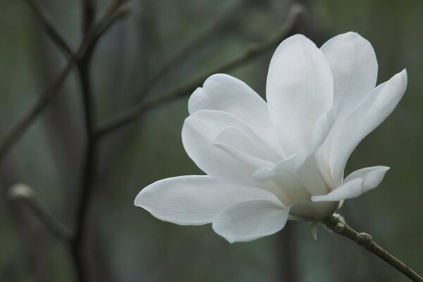 Baum mit weißen Magnolienblüten