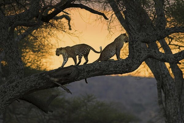 Two leopards on a tree branch