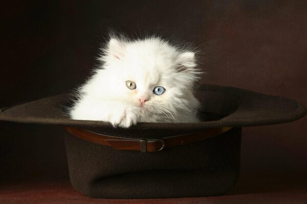 Chaton blanc dans un grand chapeau