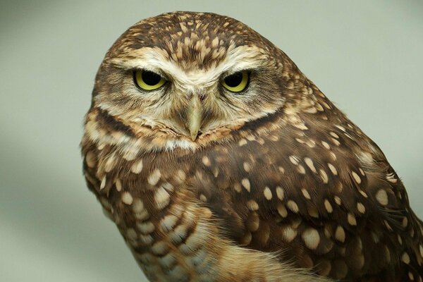 The look of a feathered owl with yellow eyes