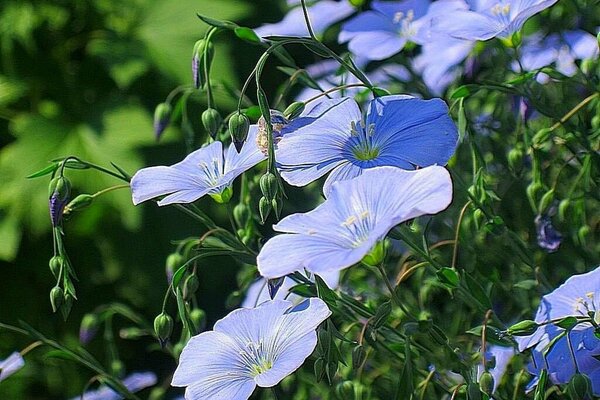 Azure blooming in the summer garden