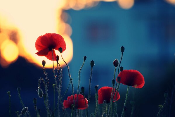 Blooming poppies on a summer evening