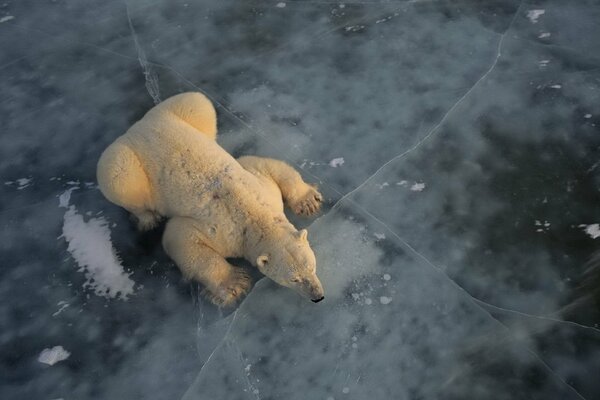 Polar bear resting on an ice floe