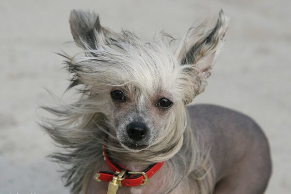 Cane in collare, vento, cane cinese