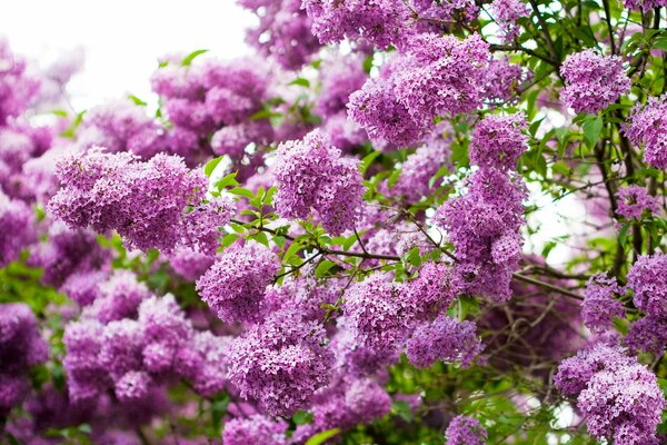 Frühling. Blühender Flieder von rosa-violetter Farbe