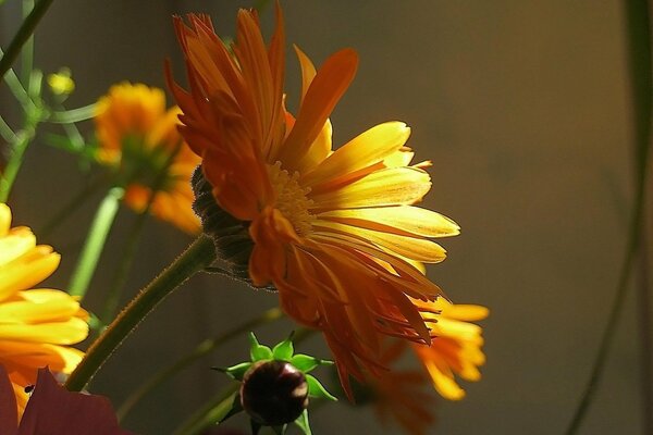 Ringelblumen unter den Strahlen der Sonne