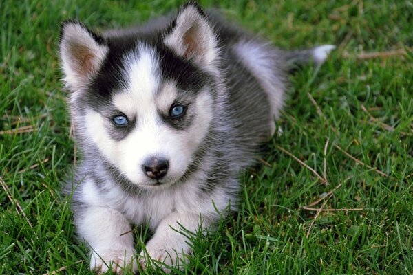 Ojos azules en el perro, Husky, cachorro de ojos azules