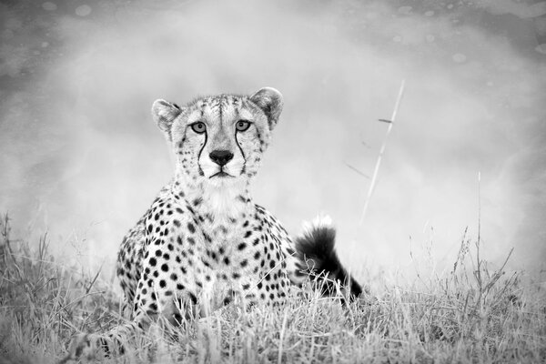 Guepardo blanco y negro en la hierba sobre un fondo gris