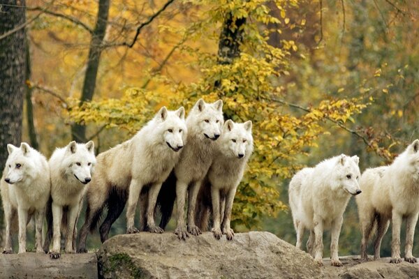 Pack of wolves, white wolves, wolves in the forest