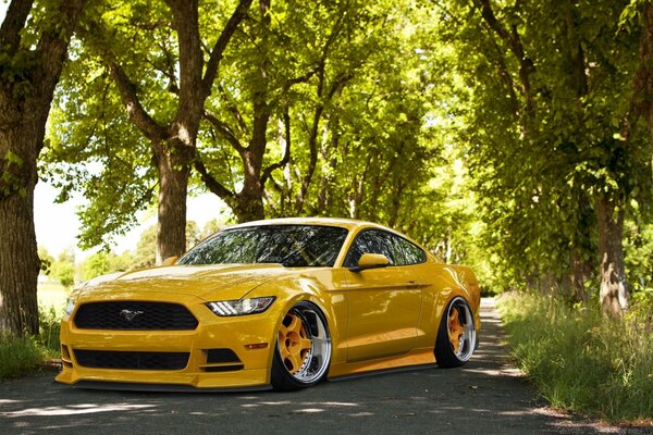 Yellow mustang car on the path among the trees