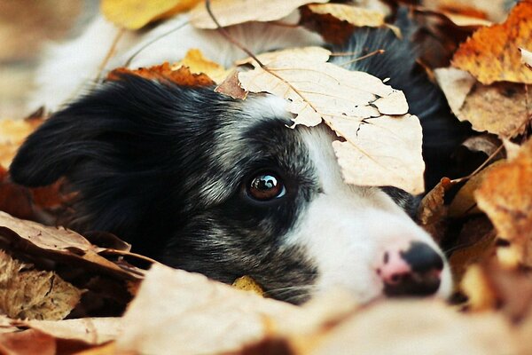 Perro triste, otoño, perro en las hojas