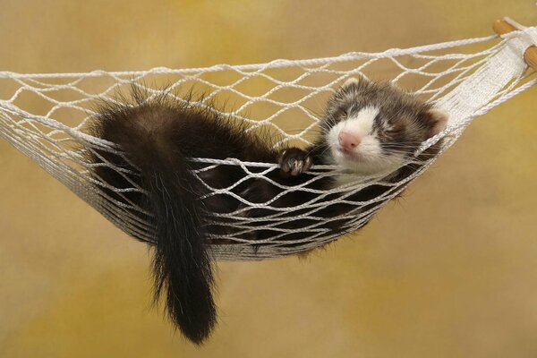 Un petit furet qui se repose dans un hamac