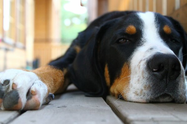 Hund auf der Veranda, Haushund, Traurigkeit