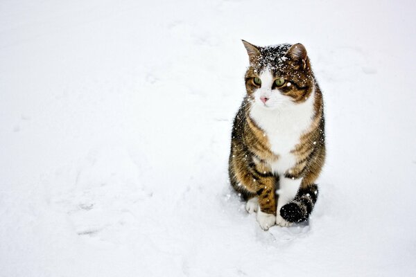 Gatto seduto nella neve con la coda stretta