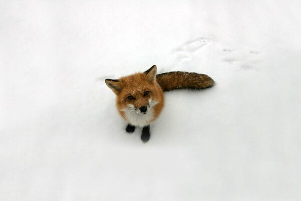 Pelirroja Vixen sentado en la nieve