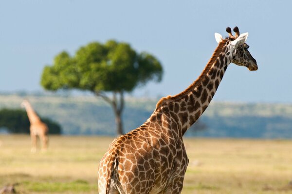 Giraffe in the hot wild