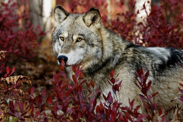 Museau de loup en feuilles rouges