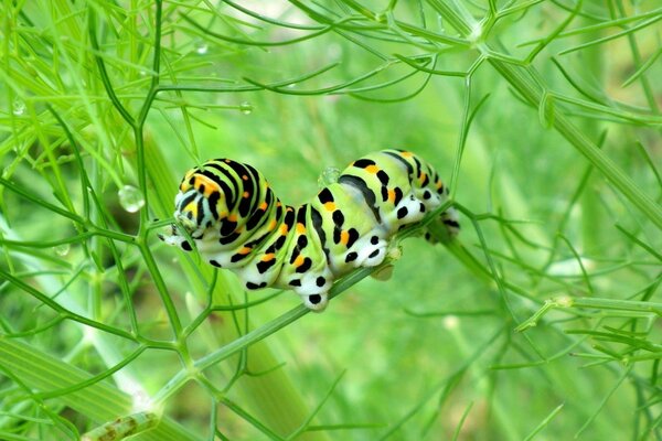 Una oruga rayada en una rama verde