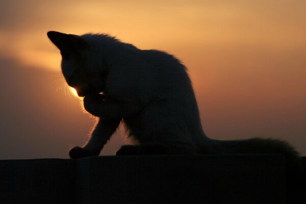 Il gatto si lava al bellissimo tramonto